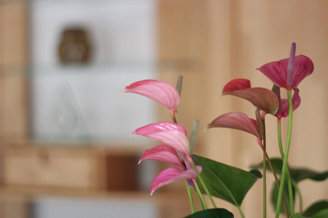 Gaestehaus Heimenberg Bad Rippoldsau-Schapbach エクステリア 写真